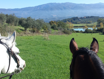 truffle hunting tours from florence