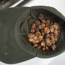 truffle hunting tours from florence